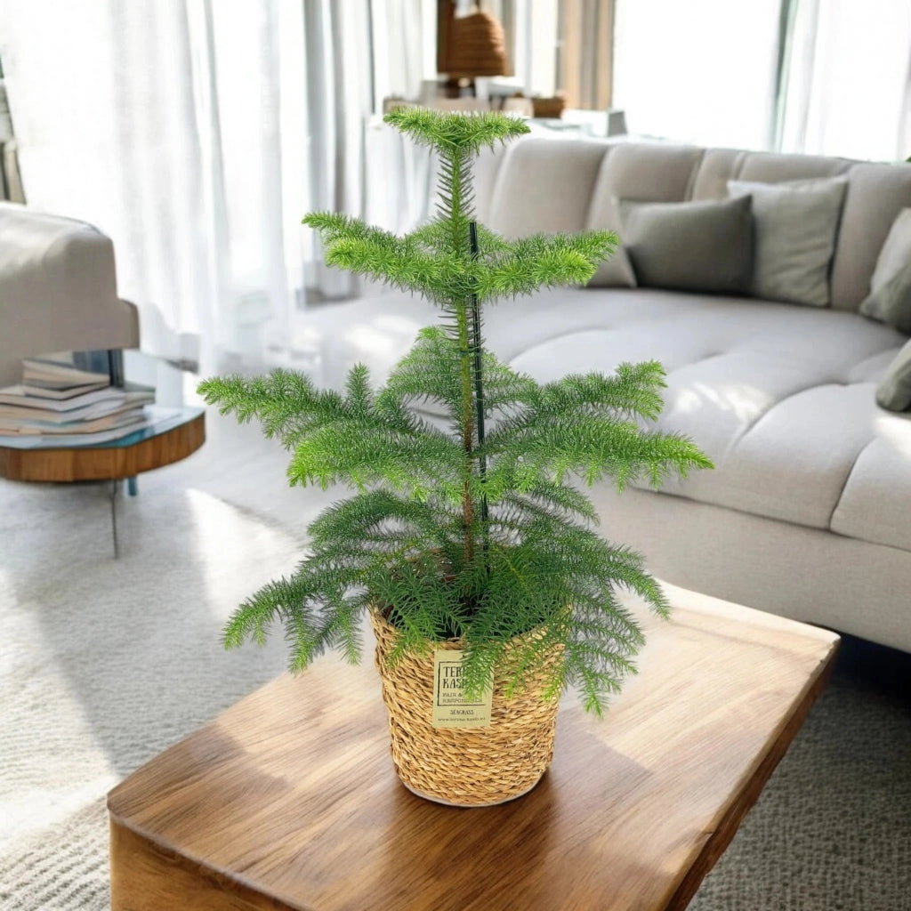 Gardenaria Araucaria - Pianta da interno ornamentale Altezza: 100 cm (vaso 21)