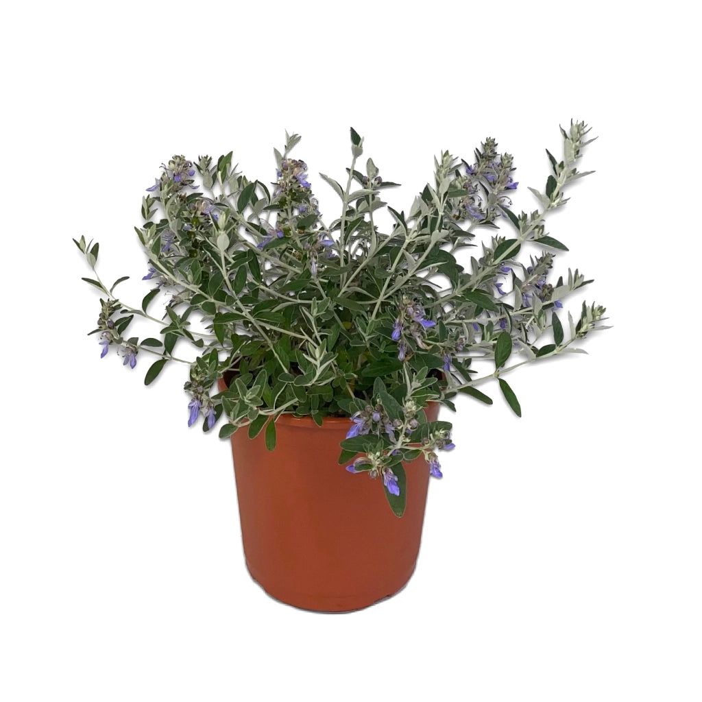 Teucrium fruticans Azureum (Vaso 17) – Arbusto Sempreverde