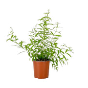 Pianta CITRONELLA LEMON Lippia Citriodora limone ANTIZANZARA vaso 14cm AMDGarden