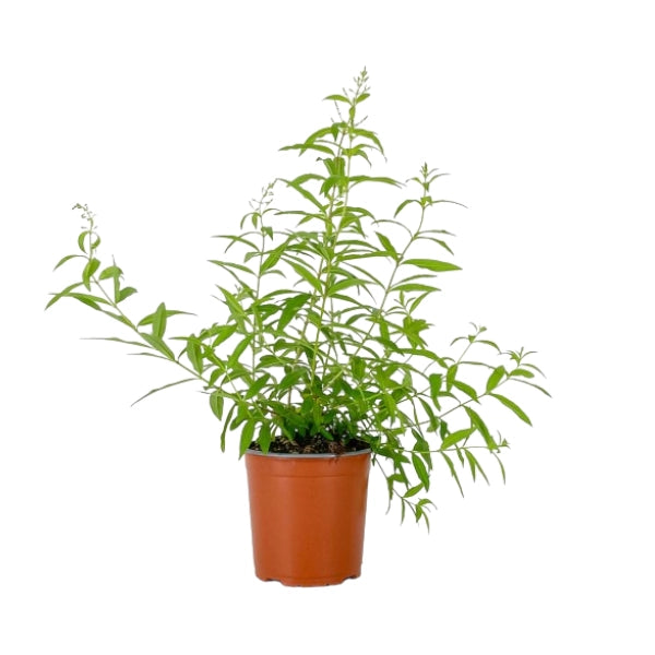 Pianta CITRONELLA LEMON Lippia Citriodora limone ANTIZANZARA vaso 14cm AMDGarden