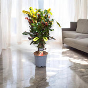Gardenaria Codiaeum variegatum 'Mammi' - Pianta da interno ornamentale Altezza: 80 cm (vaso 24)