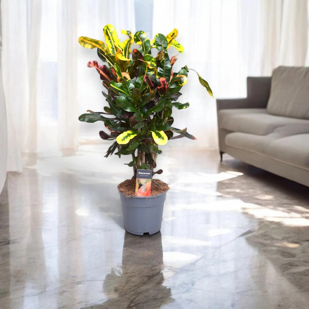 Gardenaria Codiaeum variegatum 'Mammi' - Pianta da interno ornamentale Altezza: 80 cm (vaso 24)