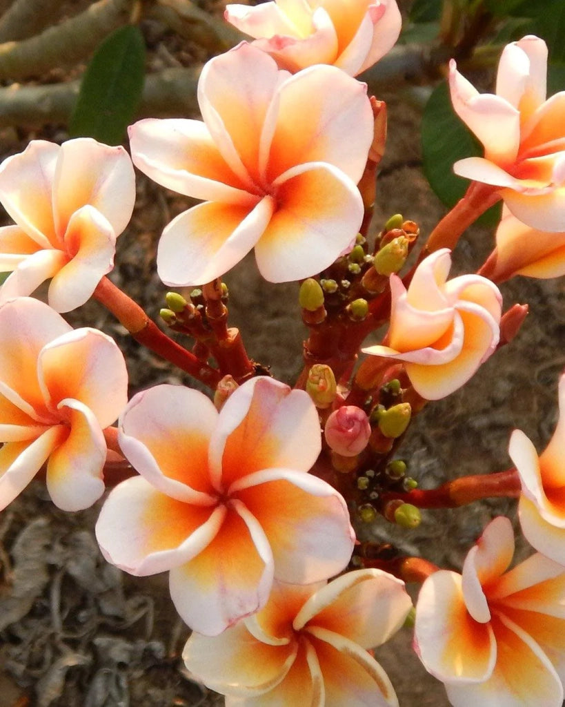 "Frangipani" Plumeria Boutique in vaso 20 cm H60 – Pianta tropicale dai fiori profumati
