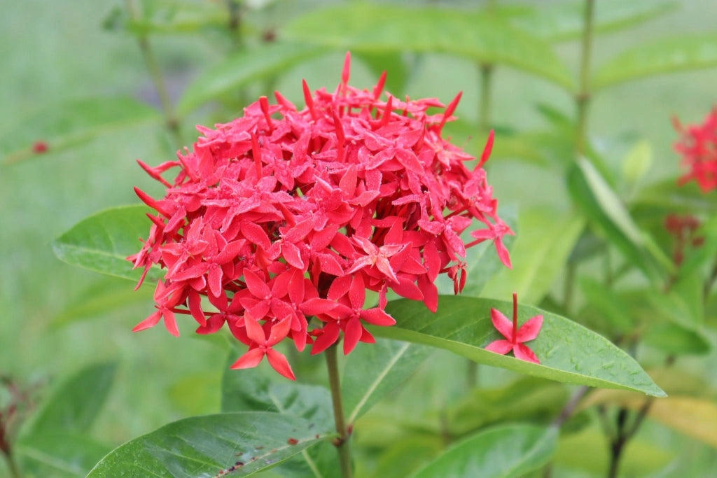 IXORA COCCINEA VASO 24