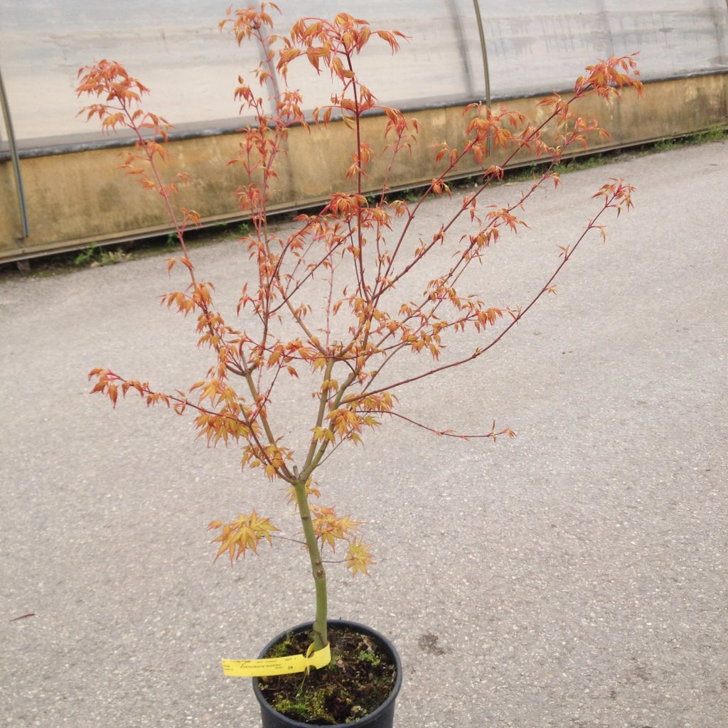 Acer palmatum ‘Katsura’ – Acero giapponese arancio vaso 19 cm