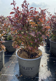 Gardenaria Berberis thunbergii 'Atropurpurea' - Arbusto ornamentale da giardino Altezza: 30/35 cm (vaso19)