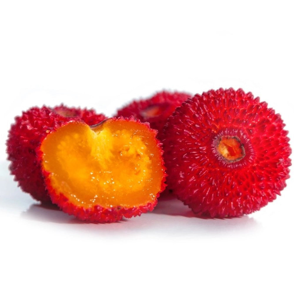 Pianta di CORBEZZOLO cespuglio ARBUTUS UNEDO frutti rossi VASO 24 cm AMDGarden