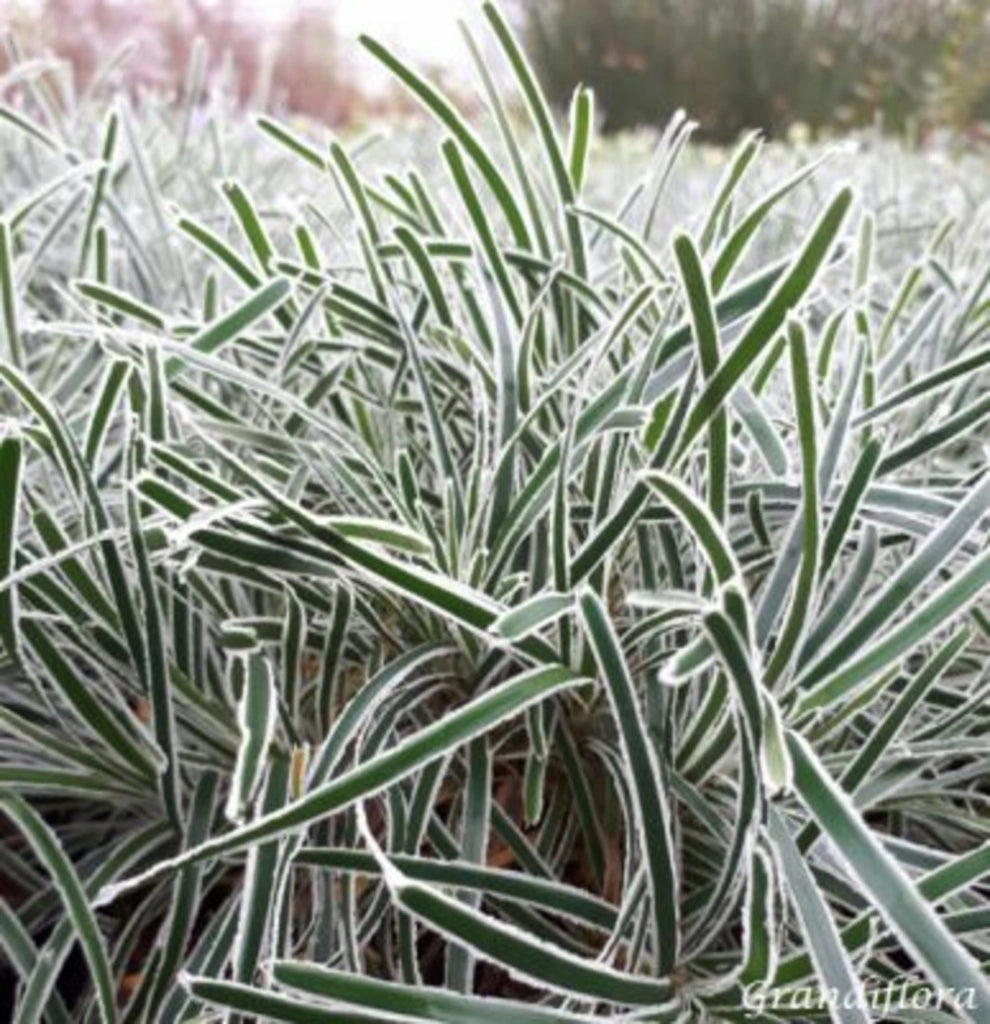 Pianta di Erba Ghiaccio Finicia Truncata Ice Crystal vaso 18 cm AMDGarden