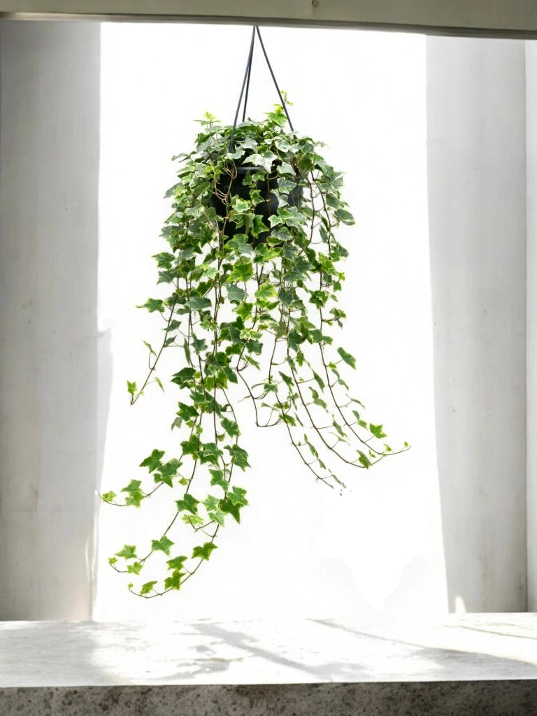 Gardenaria Edera - Hedera helix 'Mint Kolibri' - Pianta da interno ornamentale Altezza: 50 cm (vaso 19)