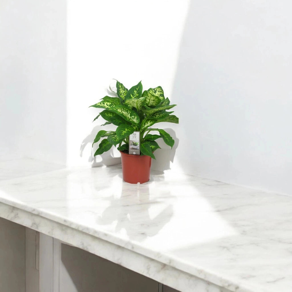 Gardenaria Dieffenbachia 'Compacta' - Pianta da interno ornamentale Altezza: 50 cm (vaso 19)