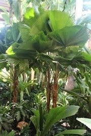 Licuala peltata h 200 cm in vaso 45 cm palma tropicale elegante