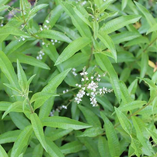 Pianta CITRONELLA LEMON Lippia Citriodora limone ANTIZANZARA vaso 14cm AMDGarden