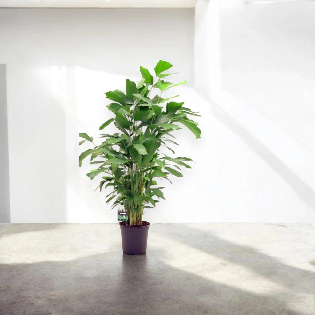 Gardenaria Caryota mitis - Pianta da interno ornamentale Altezza: 110 cm (vaso 21)