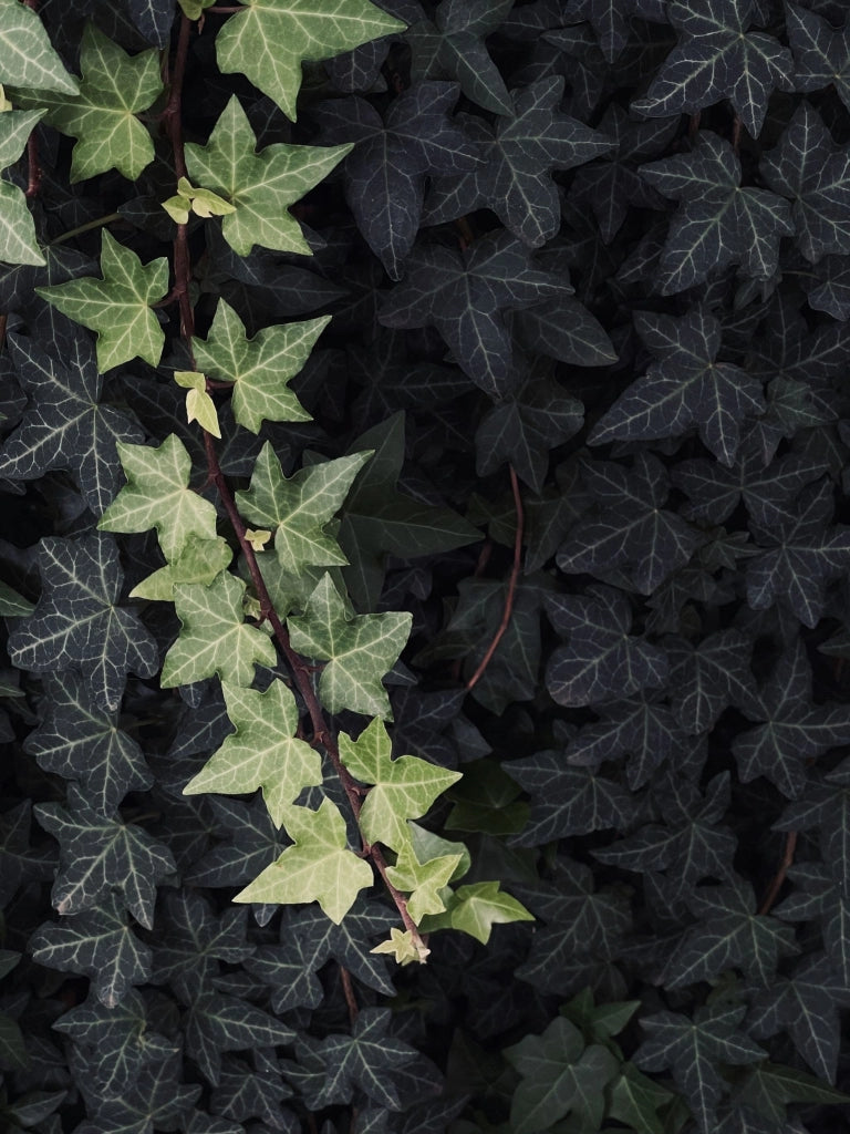 HEDERA HIBERNICA SPALLIERA H 200 CM VASO 40