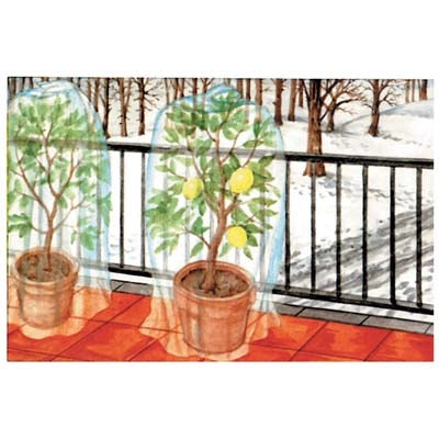 CAPPUCCIO ANTIGELO PLUS PROTEZIONE PIANTE STARS  BIANCO GR/MQ 22 CM 150 H.CM 360