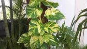 Pothos pianta da interni Vaso 18 Foto Reali Potos, Potus, Photus pianta pendente