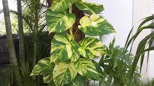 Pothos pianta da interni Vaso 18 Foto Reali Potos, Potus, Photus pianta pendente