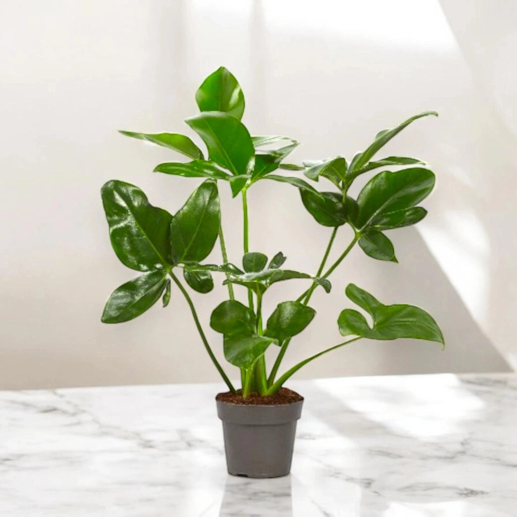 Gardenaria Philodendron 'Fun bun' Green wonder - Pianta da interno ornamentale Altezza: 110 cm (vaso 24)