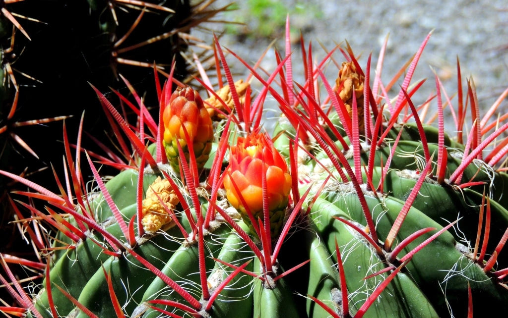 FEROCACTUS STAINESII (CACTUS BARILE) CIOTOLA DM 50 CM