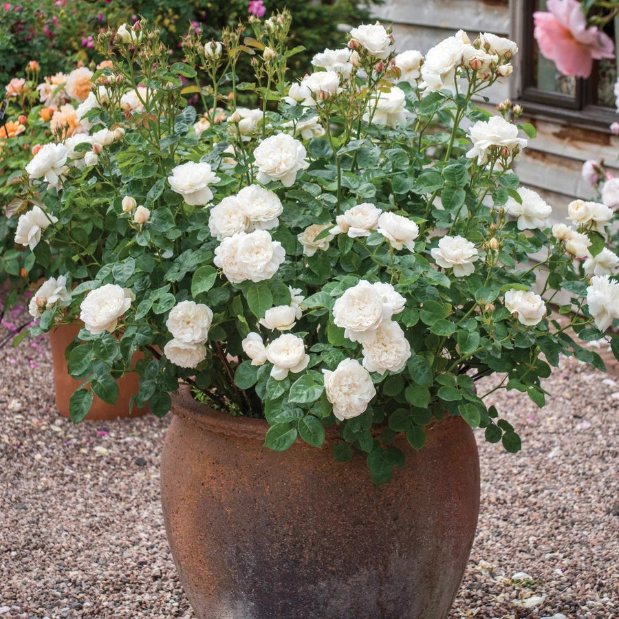 Gardenaria Rosa 'William and Caterine' - Rosa da giardino Altezza: 40/50 cm (vaso20)