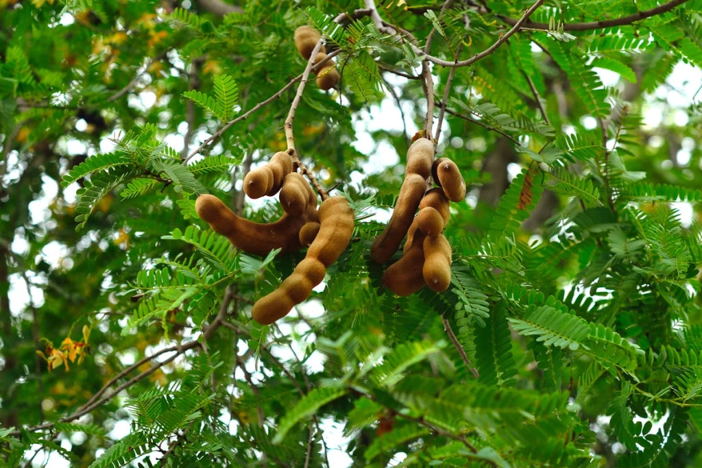 TAMARINDO ‘Tamarindus Indica’ Pianta albero frutto tropicale Vaso 18 Foto Reali