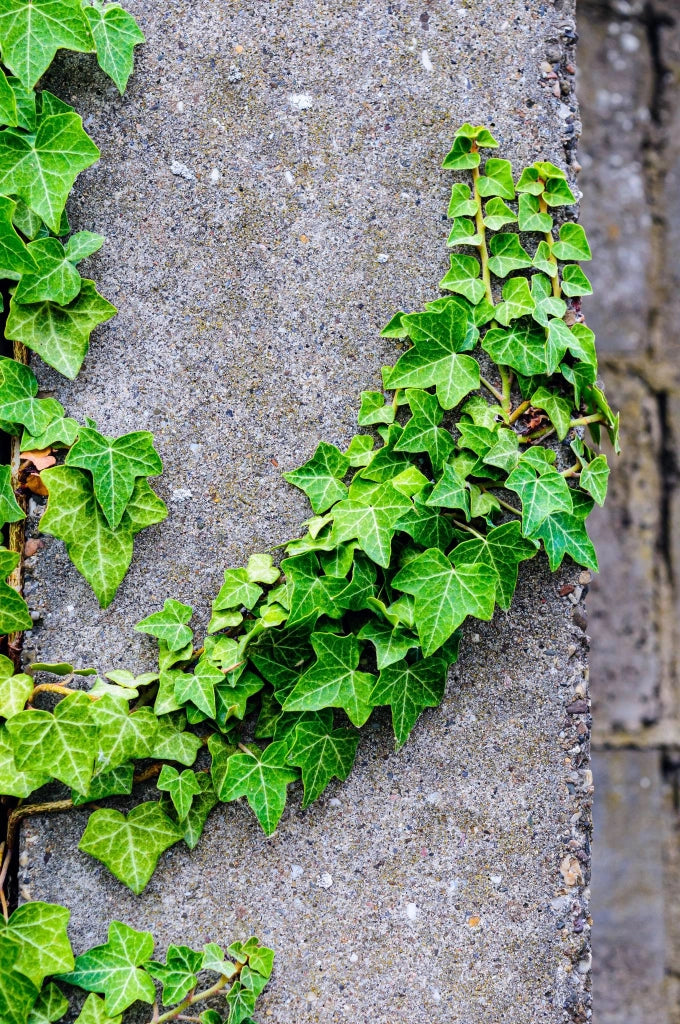 HEDERA ELEGANTISSIMA SPALLIERA H 200 CM VASO 40