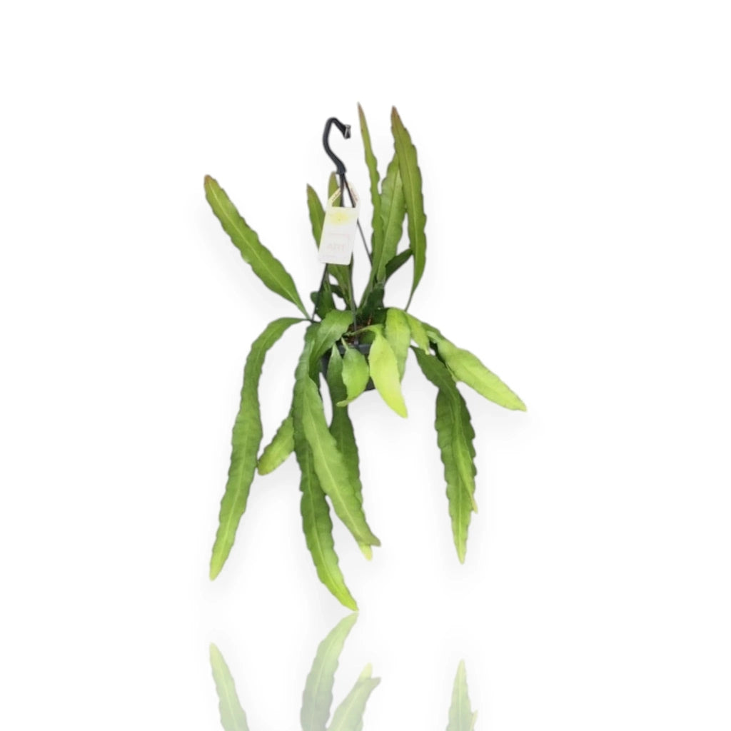 Gardenaria Epiphyllum fruhlingsgold - Pianta da interno ornamentale Altezza: 33 cm (vaso 12)