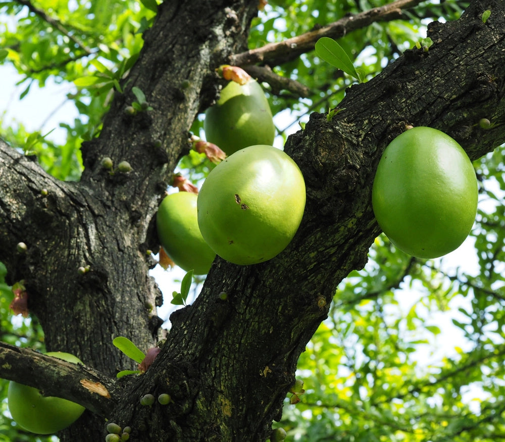 Crescentia alata (Albero dei Bicchieri)