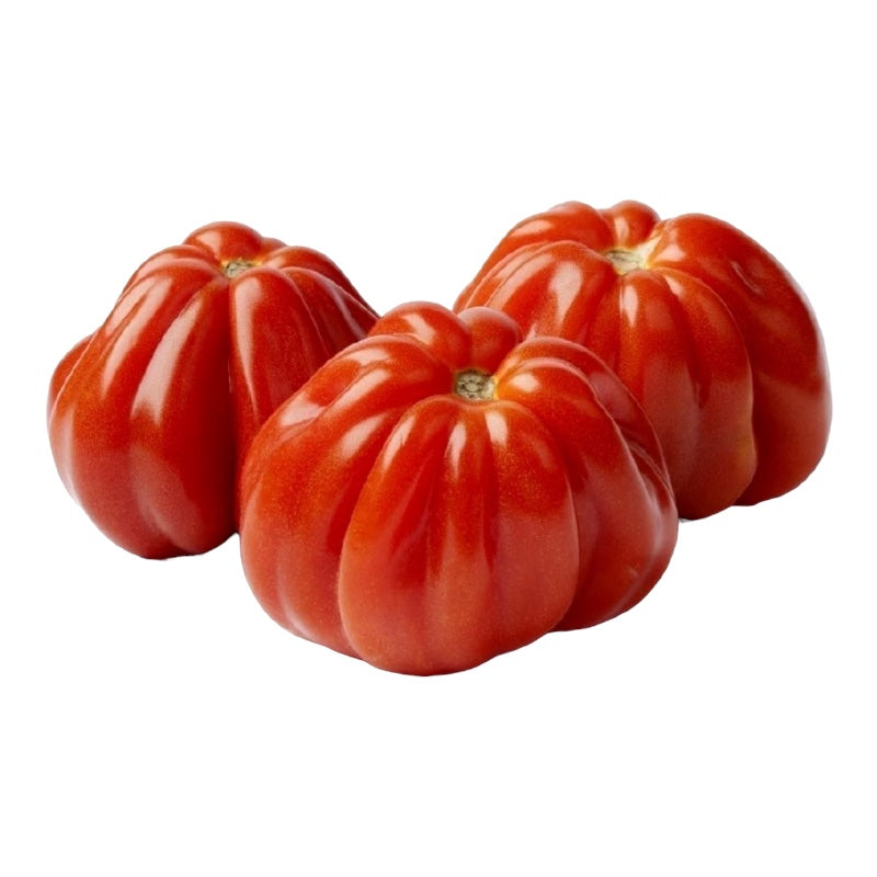 Pianta di POMODORO CUORE DI BUE rosso RAMPICANTE pomodori VASO 14 CM innestati