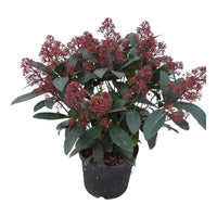 Pianta di SKIMMIA JAPONICA RUBELLA fiore bianco BACCHE ROSSE vaso15 FOTO REALE