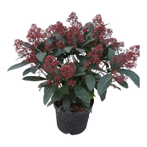 Pianta di SKIMMIA JAPONICA RUBELLA fiore bianco BACCHE ROSSE vaso15 FOTO REALE