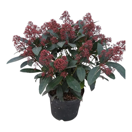 Pianta di SKIMMIA JAPONICA RUBELLA fiore bianco BACCHE ROSSE vaso15 FOTO REALE