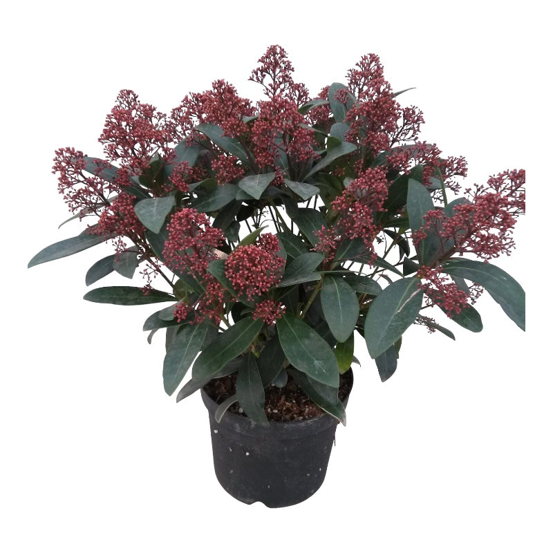 Pianta di SKIMMIA JAPONICA RUBELLA fiore bianco BACCHE ROSSE vaso15 FOTO REALE