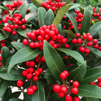 Pianta di SKIMMIA JAPONICA RUBELLA fiore bianco BACCHE ROSSE vaso15 FOTO REALE