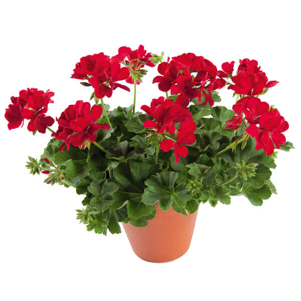 TERRICCIO VIGORPLANT Completo UNIVERSALE 20 lt per tutte le piante CON CONCIME