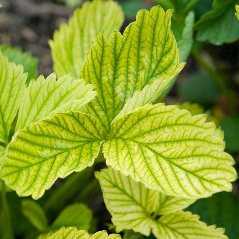 CONCIME riverdente CHELATO DI FERRO ingiallimento foglia KIRON PLUS 1 KG GREEN