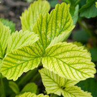 CONCIME riverdente CHELATO DI FERRO ingiallimento foglia KIRON PLUS 1 KG GREEN