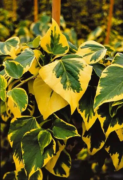 Gardenaria Edera - Hedera colchica 'Dentata Variegata' - Pianta rampicante ornamentale da esterno Altezza: 180/200 cm (vaso 24)
