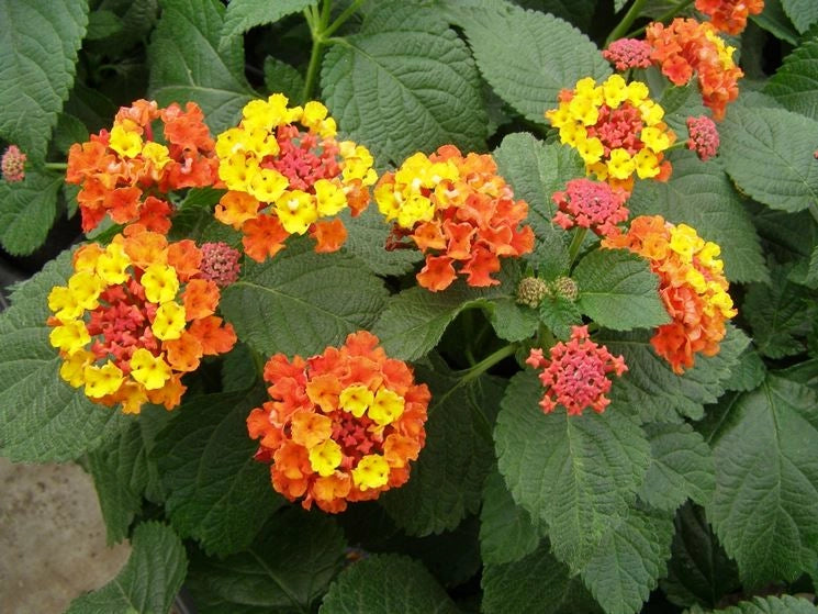 Lantana Camara vaso 18cm