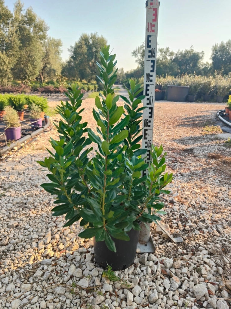 ARBUTUS UNEDO (CORBEZZOLO) VASO 24