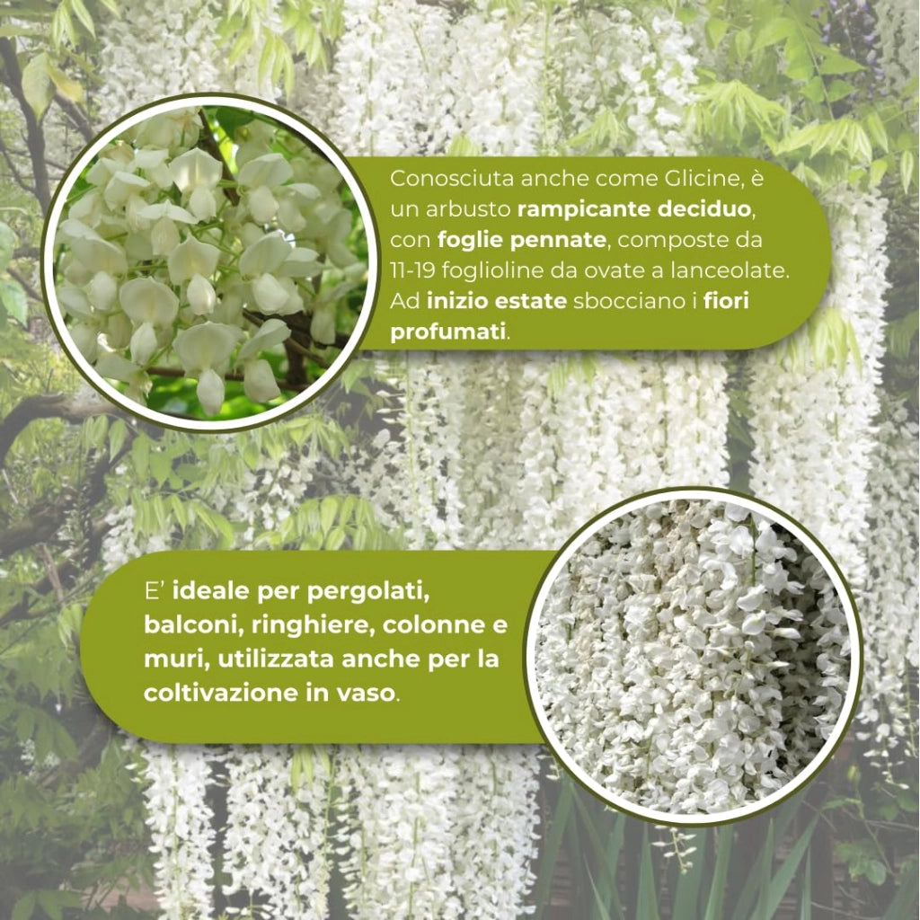WISTERIA SINENSIS ALBA (Glicine) SPALL.40 (L.75 - H.160)