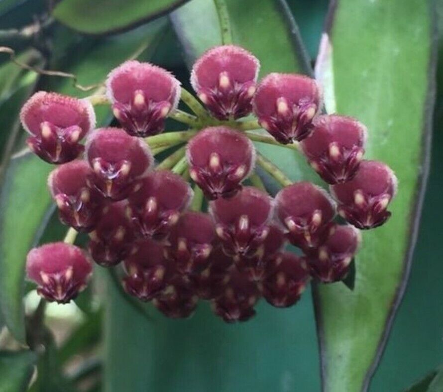 Pianta di Hoya wayetii Tricolor fiore di cera Hoya carnosa foto reali