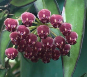 Pianta di Hoya wayetii Tricolor fiore di cera Hoya carnosa foto reali