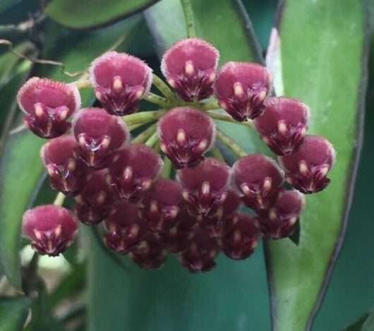 Pianta di Hoya wayetii Tricolor fiore di cera Hoya carnosa foto reali