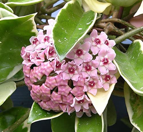 Hoya Carnosa Krimson Queen, fiori di cera pianta grassa foto reali vaso 12cm