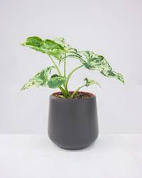 Pianta di Syngonium MOTTLED vaso 12cm foto reali