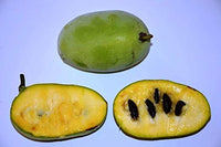 Pianta di Asimina Triloba Sunflower innestata AUTOFERTILE  h 60cm banano di montagna del nord foto reali