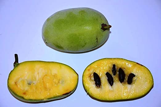 Pianta di Asimina Triloba Sunflower innestata AUTOFERTILE  h 60cm banano di montagna del nord foto reali