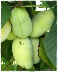 Asimina triloba Prima 1216 Banano di montagna del nord innestato autofertile H 60CM