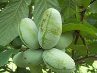 Asimina triloba Prima 1216 Banano di montagna del nord innestato autofertile H 60CM